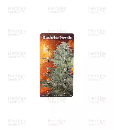 Graines de cannabis Buddha Red Dwarf Auto (Buddha Seeds)