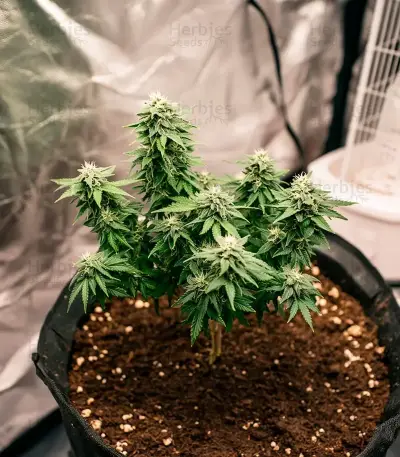 Buzz Bomb (Bomb Seeds)