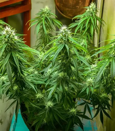 CBD Mazar Seeds