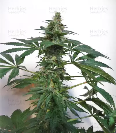 China Yunnan (Ace Seeds)