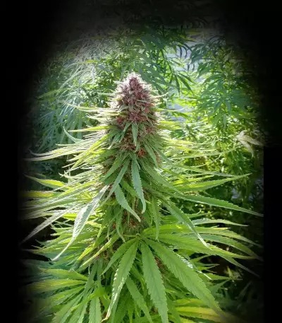 ErdPurt (Ace Seeds)