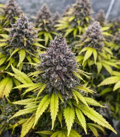 GH Cheese Seeds