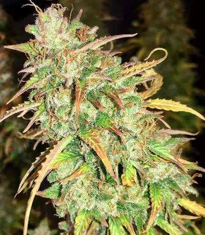 Girl Scout Cookies Fast Version (Herbies Seeds)