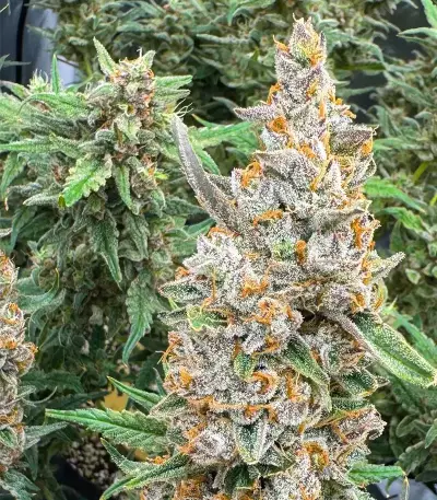 Godzilla Cookies Auto (Herbies Seeds)