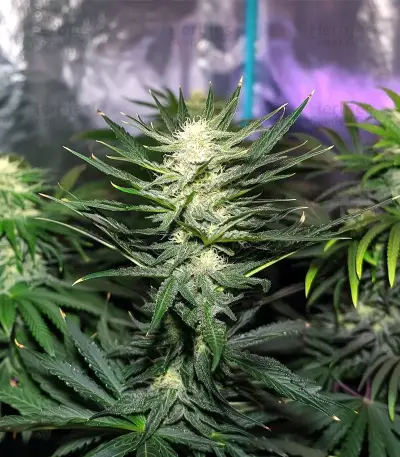 Graines de cannabis Gorilla Ice Cream (Expert Seeds)