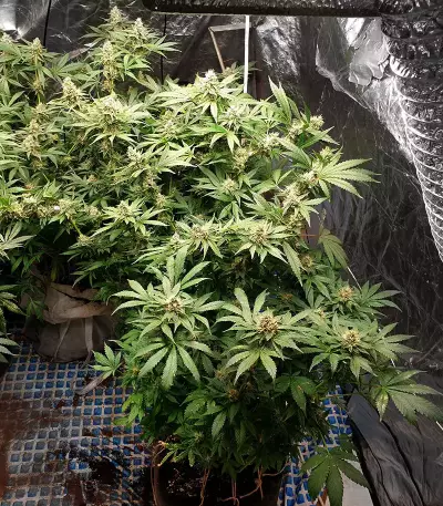 Gorilla Z Seeds