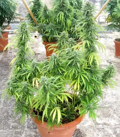 Humboldt Headband Feminized (Humboldt Seeds Company)