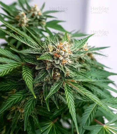 K.C. 48 Auto feminized seeds