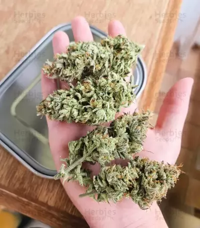 Lemon Cherry Gelato Auto R3 (Ethos Genetics)
