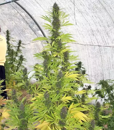 Graines de cannabis Malawi x PCK Regular (Ace Seeds)