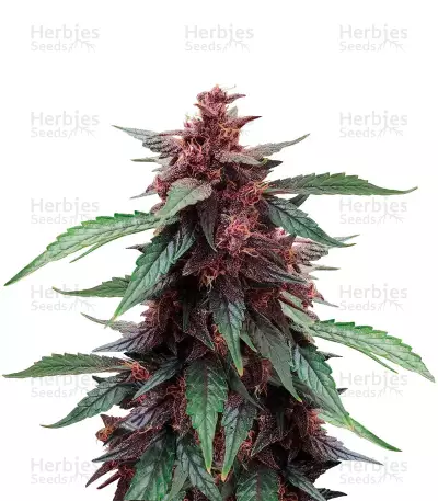 Narco Purps Auto (Cream of the Crop Seeds)