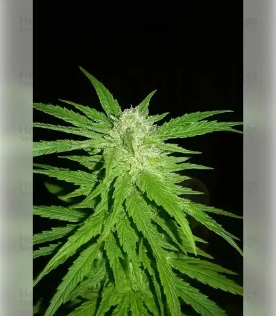 Semillas Feminizadas Permanent Marker (Blimburn Seeds)