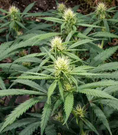 Psychotropic Mass feminized seeds