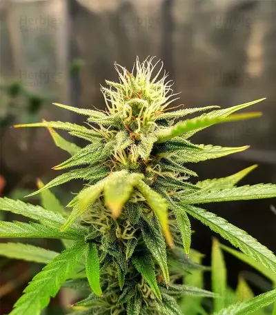 Royal Purple Kush Seeds