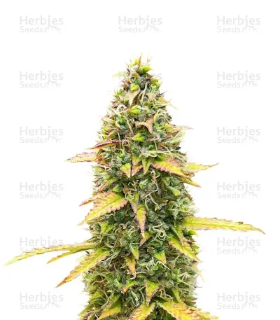 Sativa Auto Mix Pack Seeds From Herbies Seeds