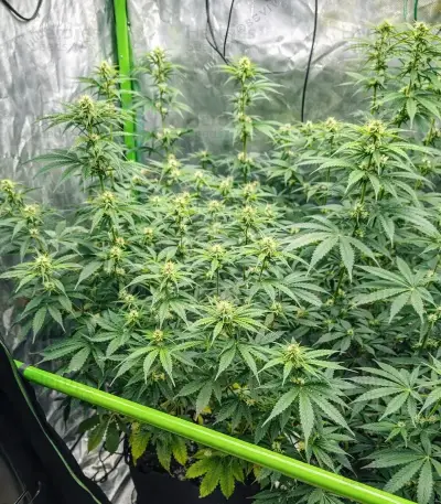 Strawberry Lemonade Seeds