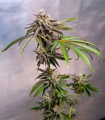 Super Banana Mango (Super Lemon Haze x GMO) Seeds