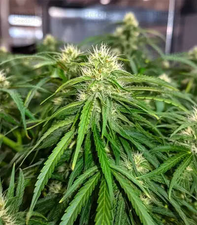 Tangerine Dream Auto Seeds