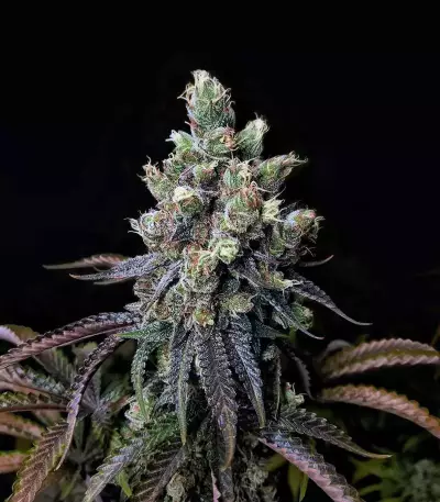 Semi femminizzati Z (Blackskull Seeds)