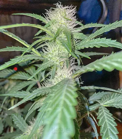 Sementes Feminizadas de Watermelon Z Auto (Barney's Farm)