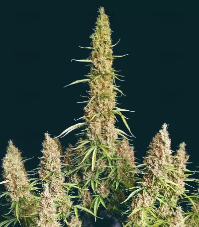 Semi Femminizzati Wedding Glue Auto (Seedstockers)