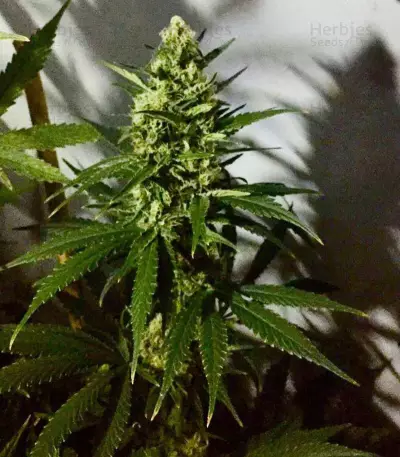 White Cheese Auto feminized seeds