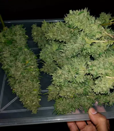Deep Cheese Seeds