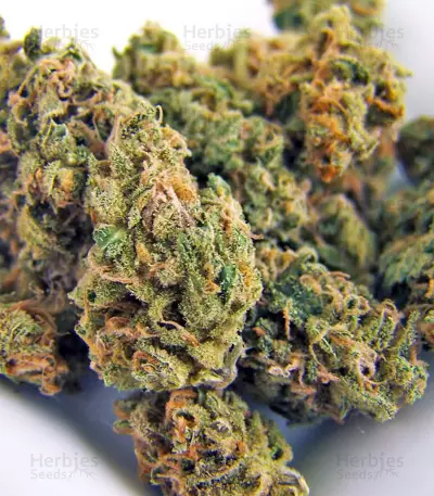Graines de cannabis Neville's Haze (GHS)