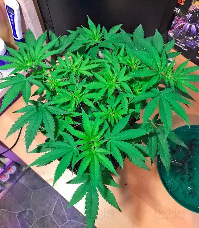 Semi femminizzati Hawaii Maui Waui