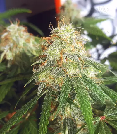 Semillas feminizadas Auto Blueberry