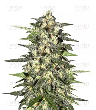 Graines de cannabis Jack Herer Auto (Auto JH) (Original Sensible Seeds)
