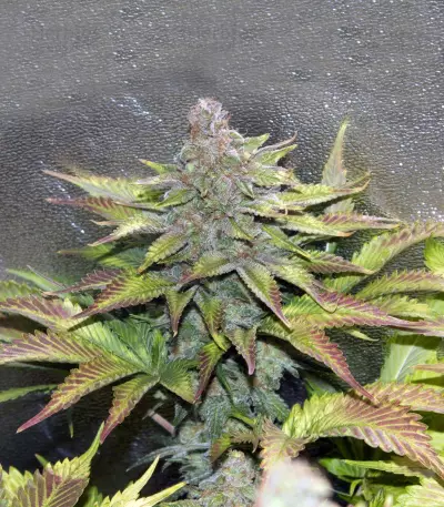 Blue Venom weed strain