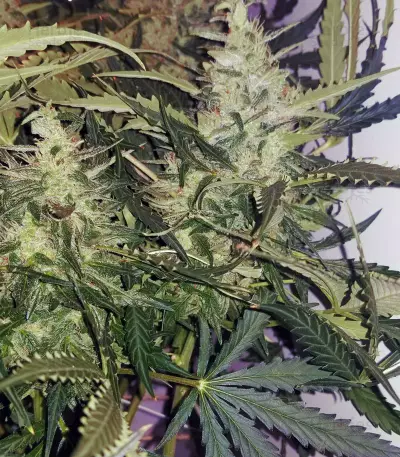 Blueberry 420 Auto Seeds