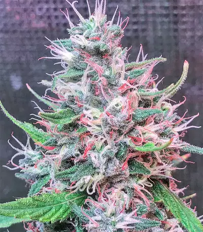 Bruce Banner #3 Seeds (Big Head Seeds)