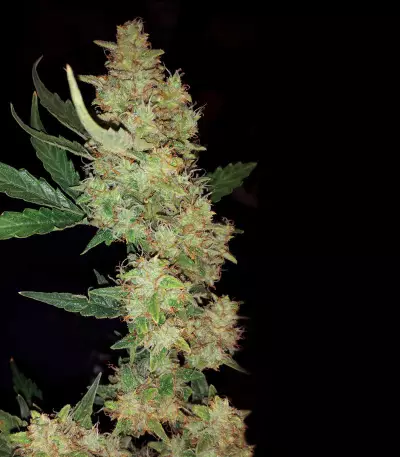 Buddha Magnum Auto Regular seeds