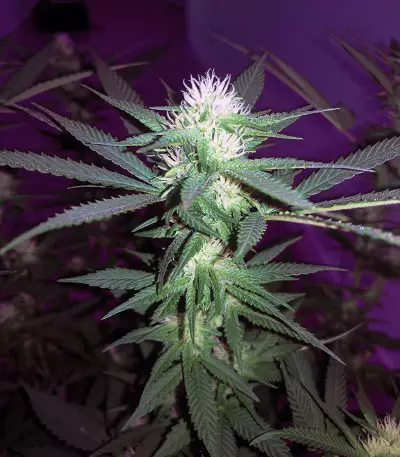 Buddha Medikit CBD (Buddha Seeds)