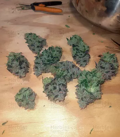 Graines de cannabis Do-Si-Dos (Pyramid Seeds)