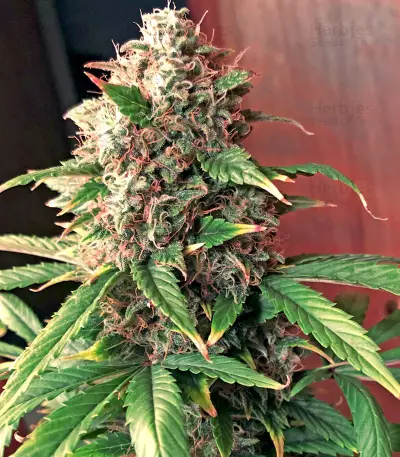 Ese T. Bilbo Auto Seeds