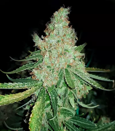 Exodus Cheese x Swaziland (GHS)
