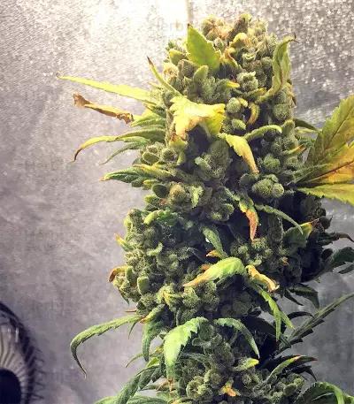 G Force feminized seeds