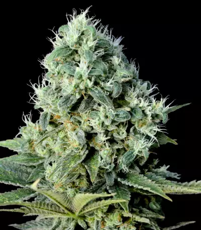 Santa Bilbo Seeds