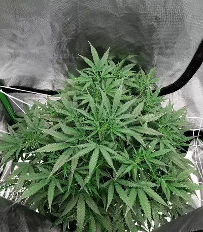 Girl Scout Cookies (Big Head Seeds)
