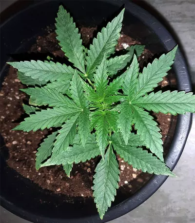 Girl Scout Cookies (Big Head Seeds)