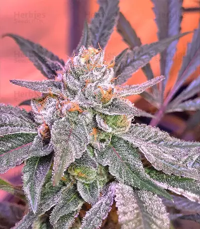 Graines féminisées de Gorilla Cookies (Big Head Seeds)