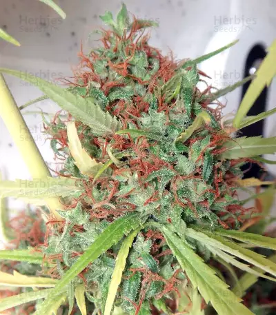 Honduras Seeds