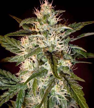 Kaya 47 Seeds