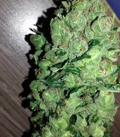 Keramatic Auto (Kera Seeds)