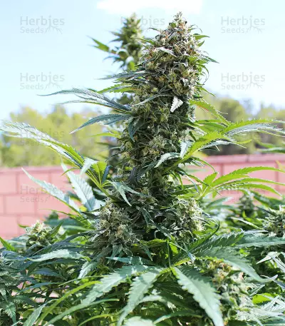 King Kong Seeds