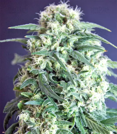 Kripple Roulette (Dr. Krippling Seeds)