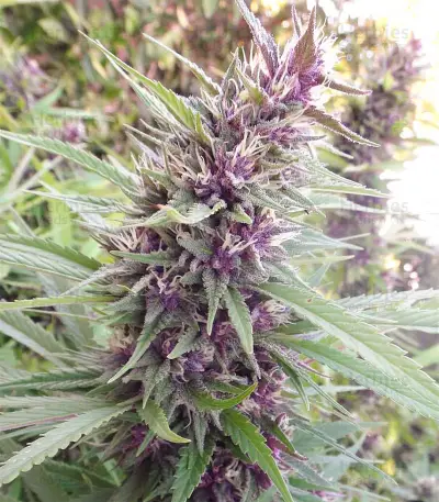 Malawi x PCK (Ace Seeds)